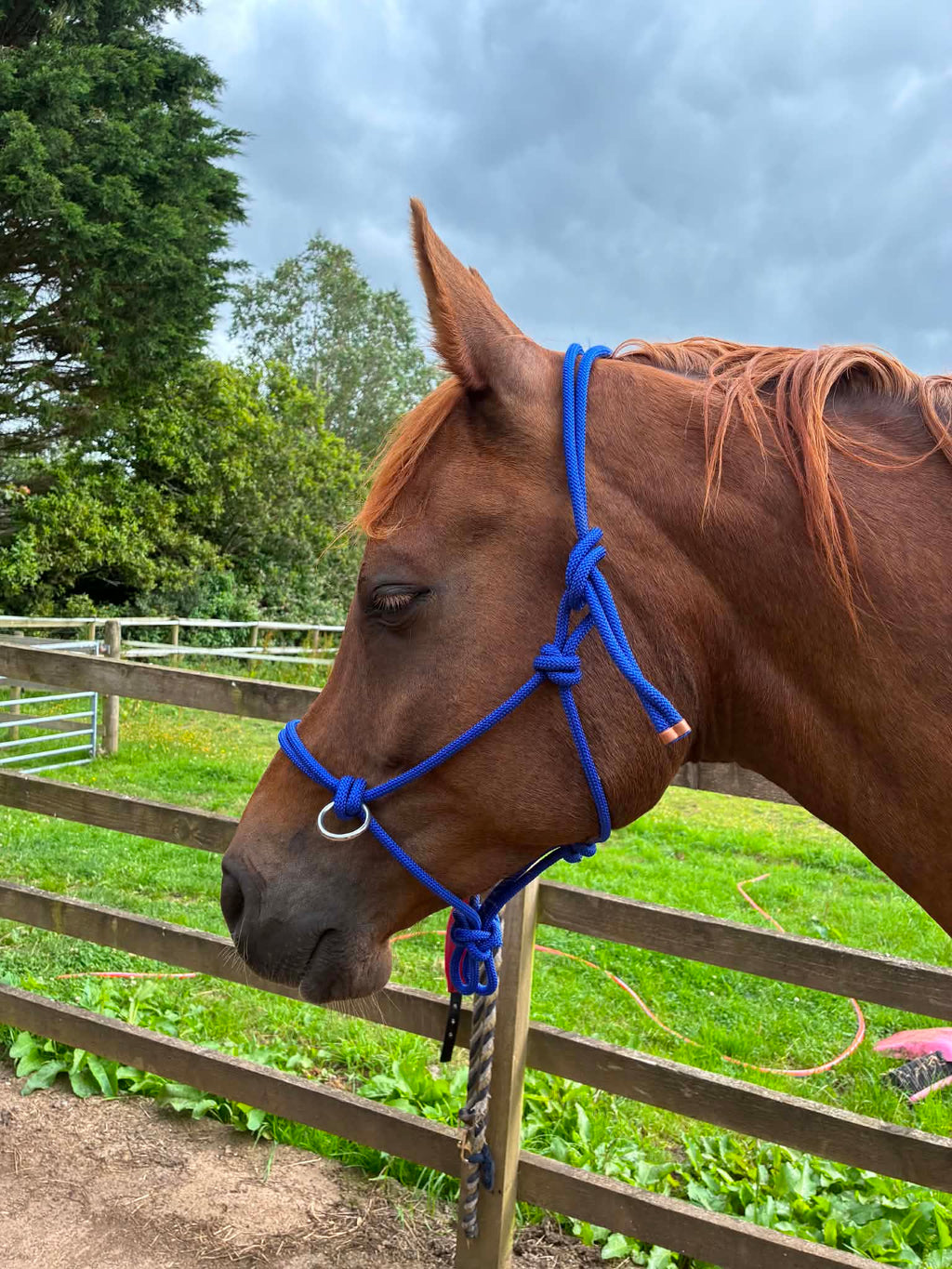 Rope Halter Bitless Bridle with Reins