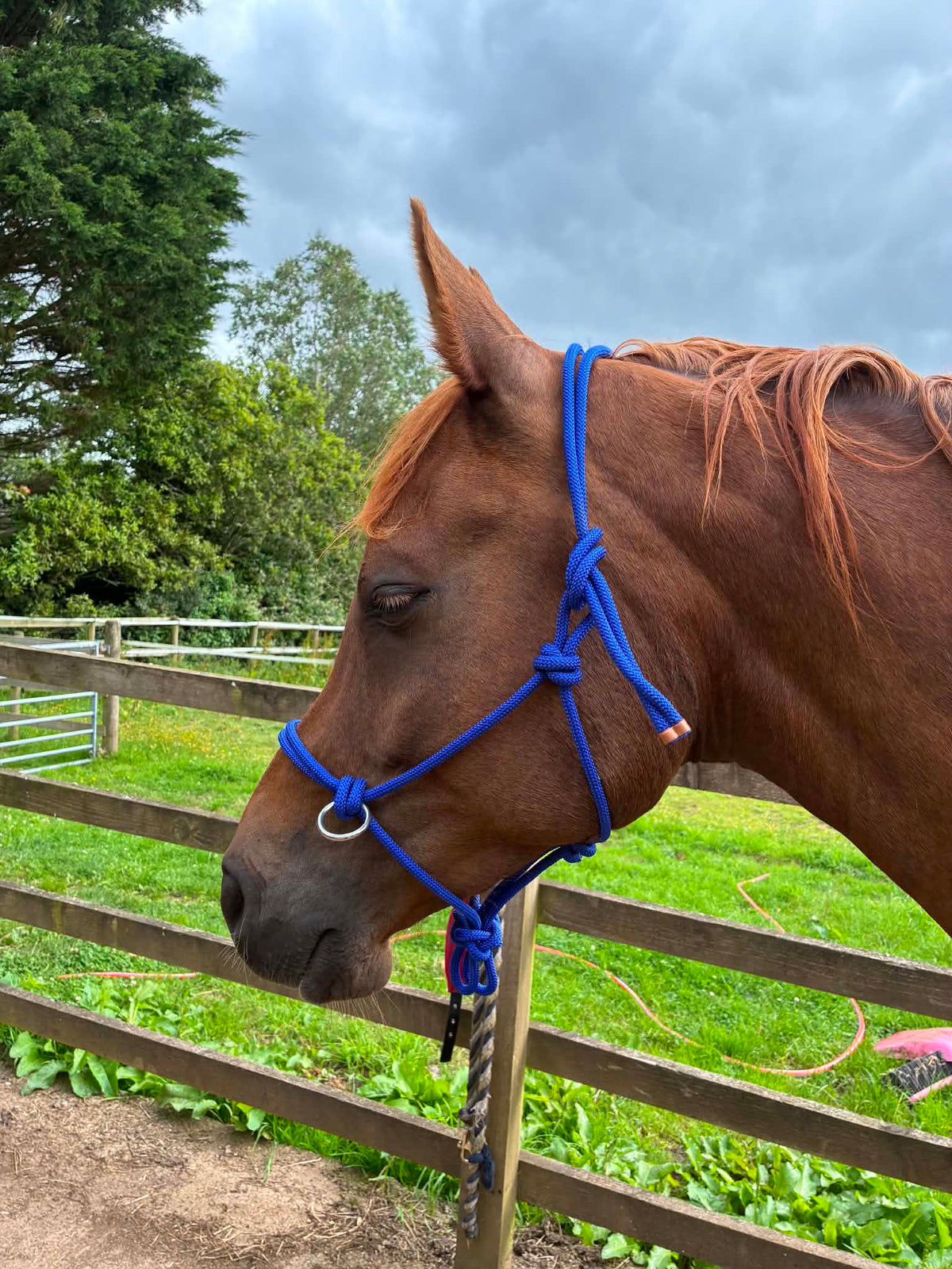 Rope Halter Bitless Bridle with Reins