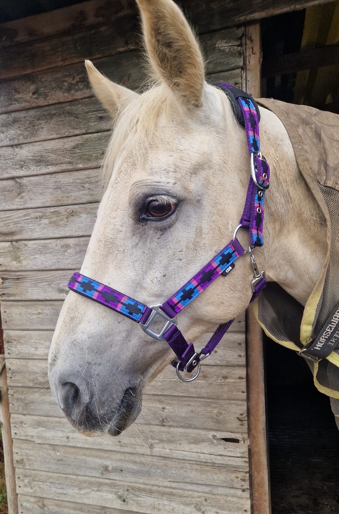 Polo Headcollar Nylon
