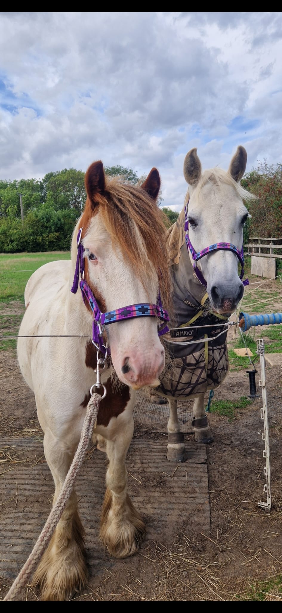 Polo Headcollar Nylon