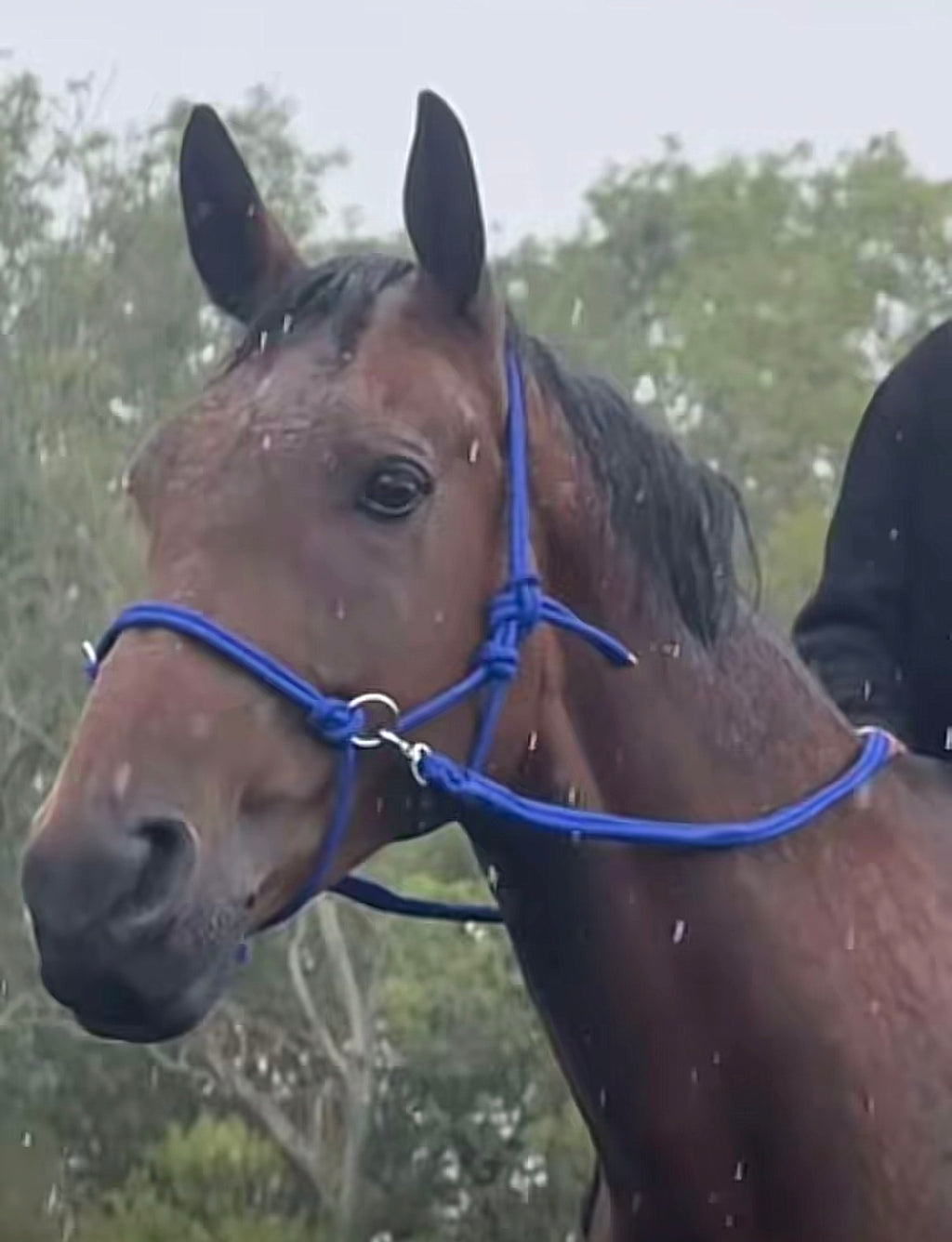 Rope Halter Bitless Bridle with Reins