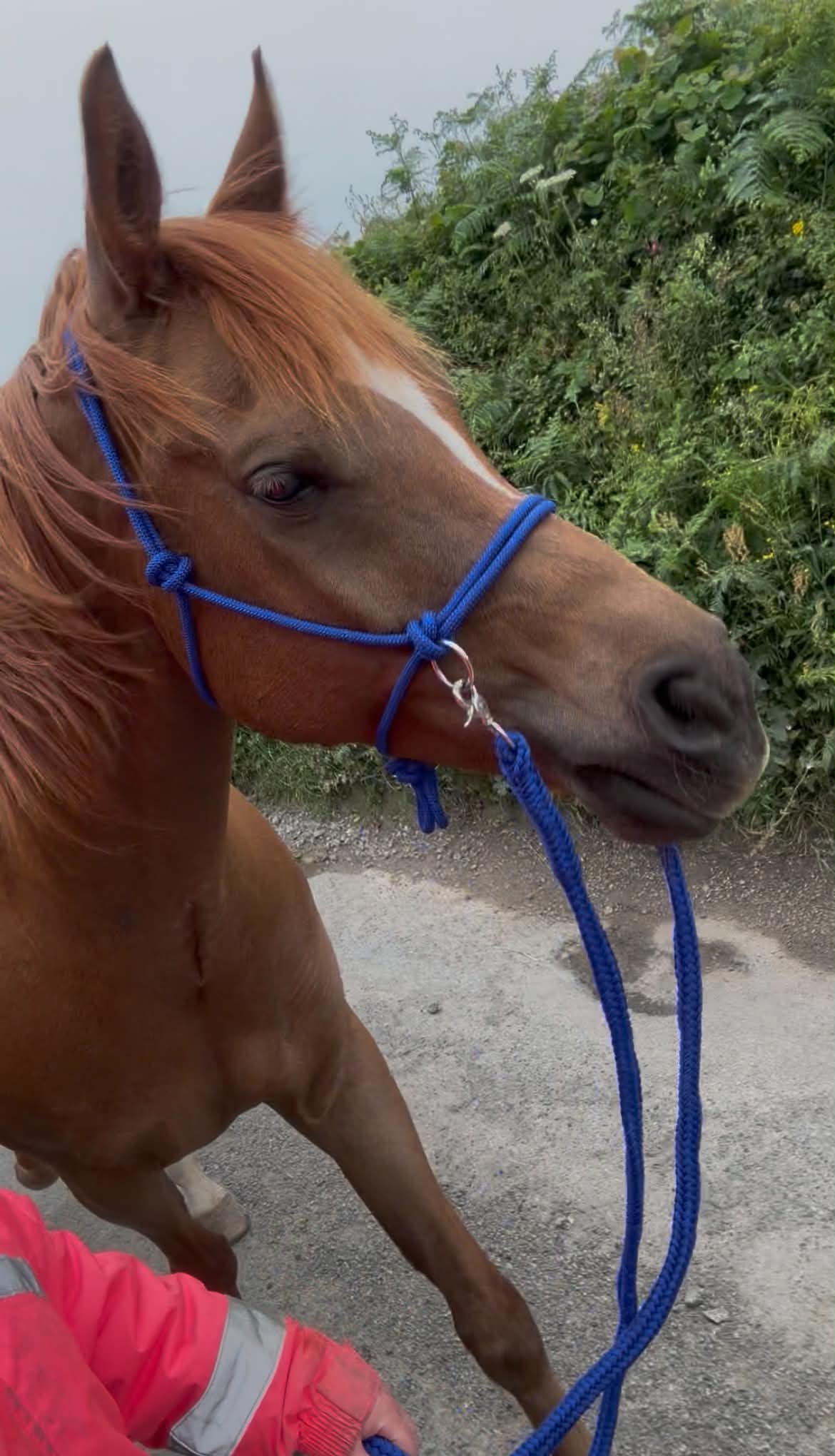 Rope Halter Bitless Bridle with Reins